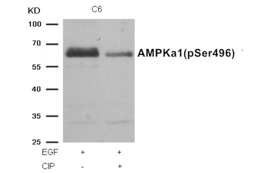 Western blot - AMPKα1 (Phospho-Ser496)Antibody from Signalway Antibody (11174) - Antibodies.com