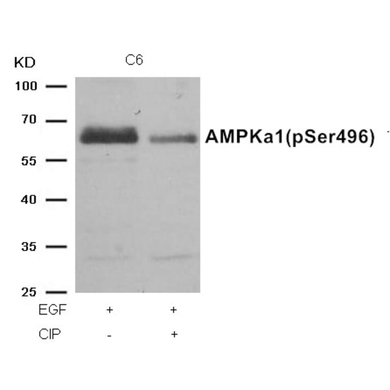 Western blot - AMPKα1 (Phospho-Ser496)Antibody from Signalway Antibody (11174) - Antibodies.com