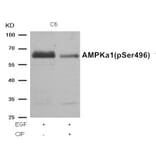 Western blot - AMPKα1 (Phospho-Ser496)Antibody from Signalway Antibody (11174) - Antibodies.com