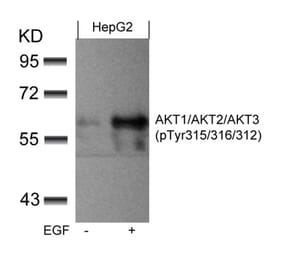 Western blot - AKT1/AKT2/AKT3 (phospho-Tyr315/316/312) Antibody from Signalway Antibody (11501) - Antibodies.com
