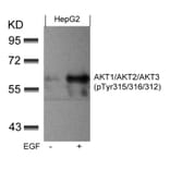 Western blot - AKT1/AKT2/AKT3 (phospho-Tyr315/316/312) Antibody from Signalway Antibody (11501) - Antibodies.com