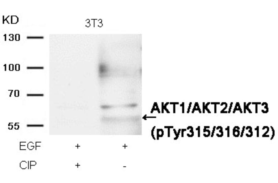 Western blot - AKT1/AKT2/AKT3 (phospho-Tyr315/316/312) Antibody from Signalway Antibody (11501) - Antibodies.com
