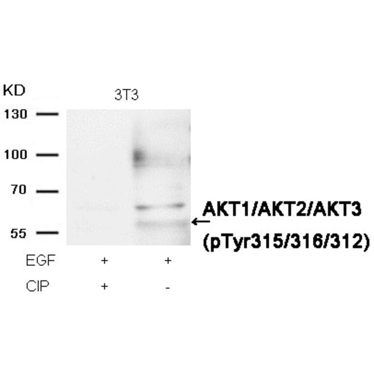 Western blot - AKT1/AKT2/AKT3 (phospho-Tyr315/316/312) Antibody from Signalway Antibody (11501) - Antibodies.com