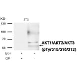 Western blot - AKT1/AKT2/AKT3 (phospho-Tyr315/316/312) Antibody from Signalway Antibody (11501) - Antibodies.com