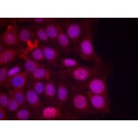Immunofluorescence - Progesterone Receptor (Phospho-Ser190) Antibody from Signalway Antibody - Antibodies.com