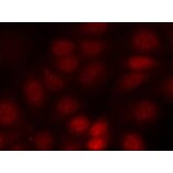 Immunofluorescence - p70 S6 Kinase (Phospho-Thr421) Antibody from Signalway Antibody (11254) - Antibodies.com