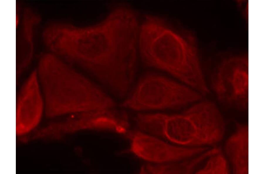 Immunofluorescence - p70 S6 Kinase (Phospho-Ser411) Antibody from Signalway Antibody (11269) - Antibodies.com
