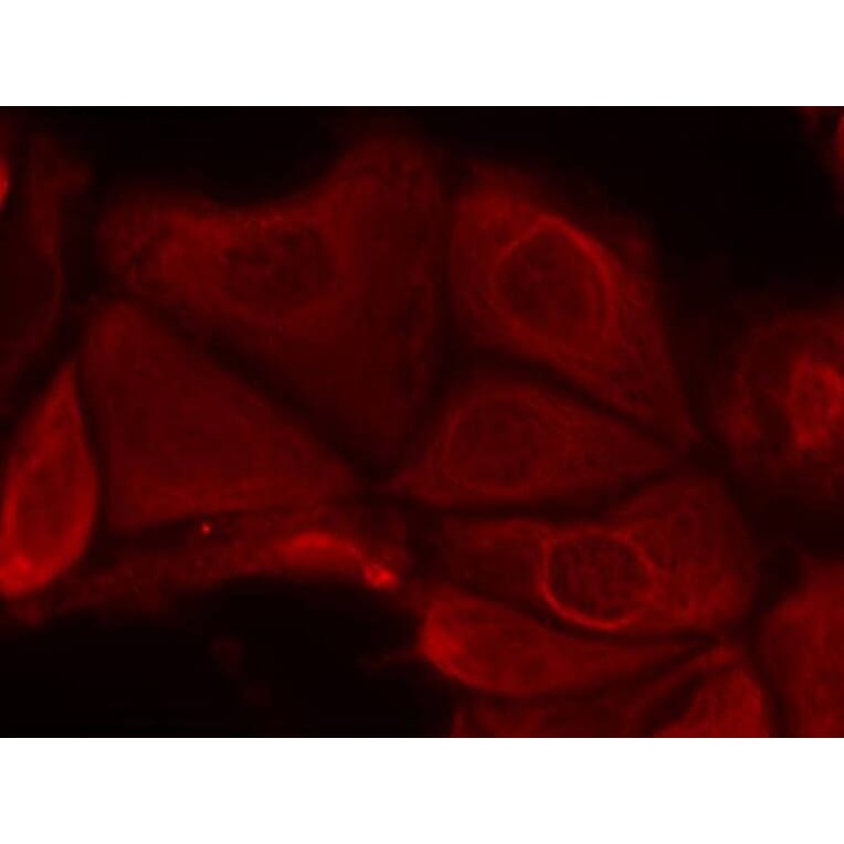 Immunofluorescence - p70 S6 Kinase (Phospho-Ser411) Antibody from Signalway Antibody (11269) - Antibodies.com