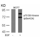 Western blot - p70 S6 Kinase (Phospho-Ser424) Antibody from Signalway Antibody (11284) - Antibodies.com