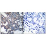 Immunohistochemistry - p70 S6 Kinase (Phospho-Ser424) Antibody from Signalway Antibody (11284) - Antibodies.com