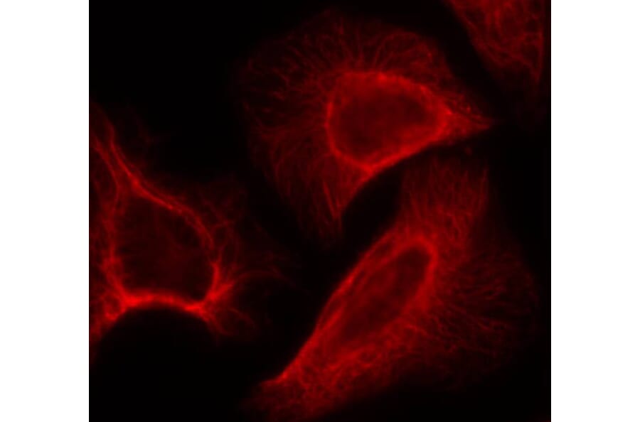 Immunofluorescence - p70 S6 Kinase (Phospho-Ser424) Antibody from Signalway Antibody (11284) - Antibodies.com
