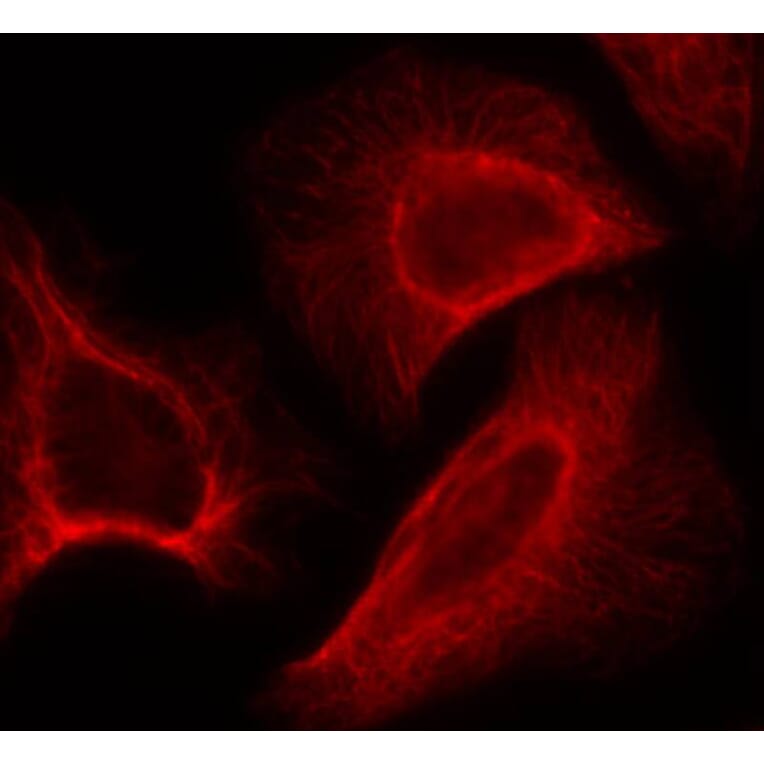 Immunofluorescence - p70 S6 Kinase (Phospho-Ser424) Antibody from Signalway Antibody (11284) - Antibodies.com
