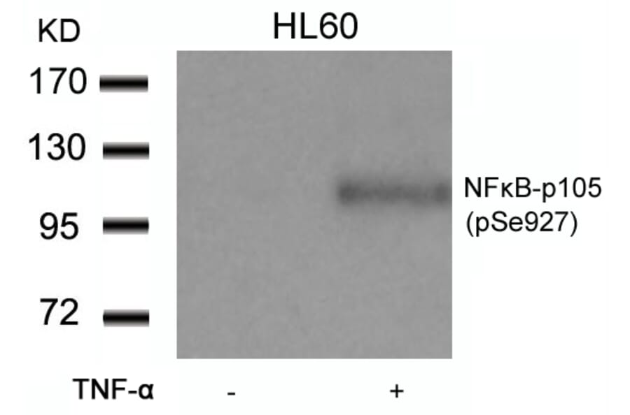 Western blot - NFkB-p105 (Phospho-Ser927) Antibody from Signalway Antibody (11312) - Antibodies.com