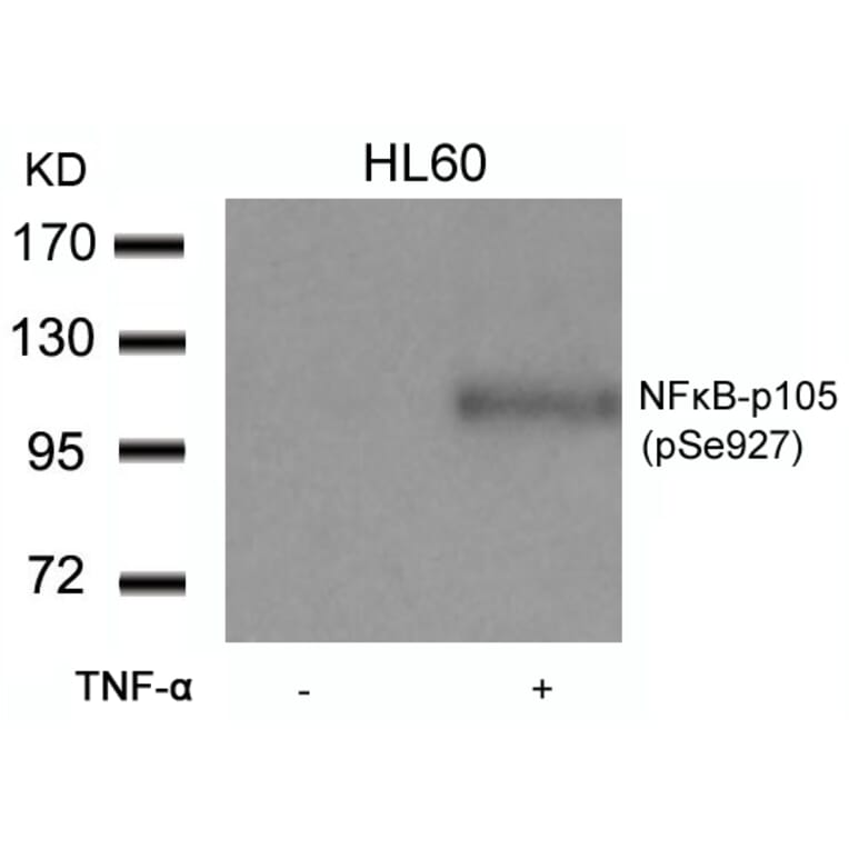Western blot - NFkB-p105 (Phospho-Ser927) Antibody from Signalway Antibody (11312) - Antibodies.com