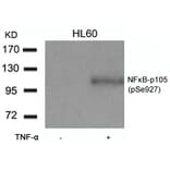 Western blot - NFkB-p105 (Phospho-Ser927) Antibody from Signalway Antibody (11312) - Antibodies.com