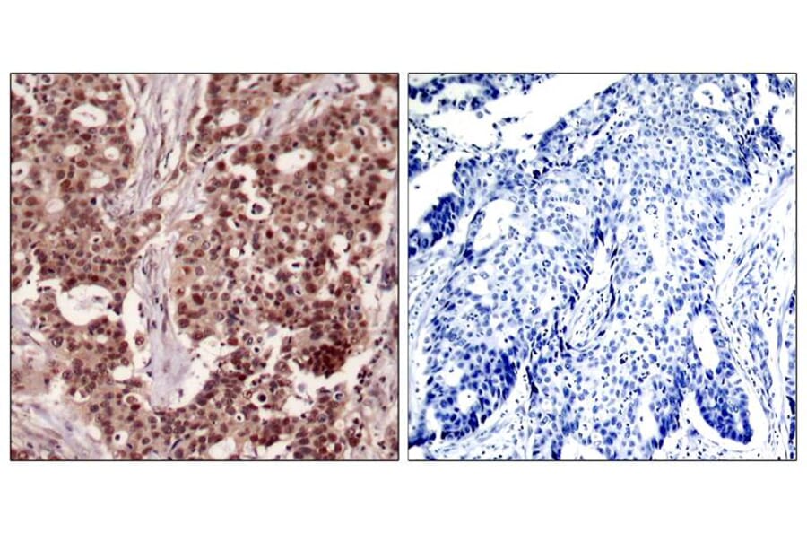 Immunohistochemistry - NFkB-p105 (Phospho-Ser927) Antibody from Signalway Antibody (11312) - Antibodies.com