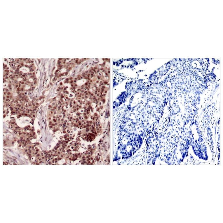 Immunohistochemistry - NFkB-p105 (Phospho-Ser927) Antibody from Signalway Antibody (11312) - Antibodies.com