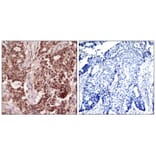 Immunohistochemistry - NFkB-p105 (Phospho-Ser927) Antibody from Signalway Antibody (11312) - Antibodies.com