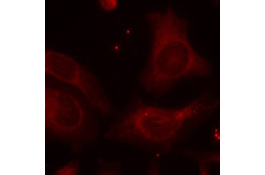 Immunofluorescence - NFkB-p105 (Phospho-Ser927) Antibody from Signalway Antibody (11312) - Antibodies.com