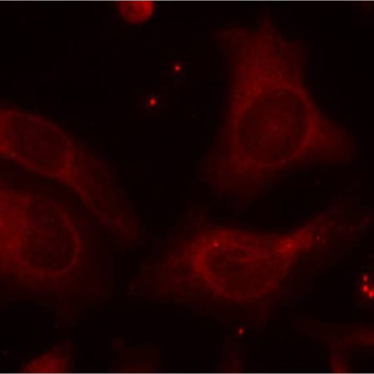 Immunofluorescence - NFkB-p105 (Phospho-Ser927) Antibody from Signalway Antibody (11312) - Antibodies.com