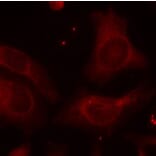 Immunofluorescence - NFkB-p105 (Phospho-Ser927) Antibody from Signalway Antibody (11312) - Antibodies.com