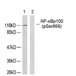 Western blot - NFκB-p100 (Phospho-Ser866) Antibody from Signalway Antibody (11015) - Antibodies.com