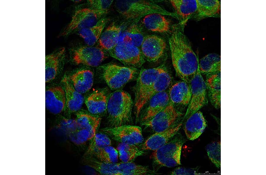 Immunofluorescence - NFκB-p100 (Phospho-Ser866) Antibody from Signalway Antibody (11015) - Antibodies.com