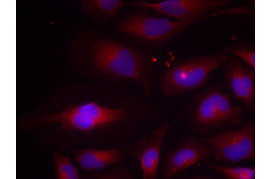 Immunofluorescence - NFκB-p100 (Phospho-Ser870) Antibody from Signalway Antibody (11016) - Antibodies.com