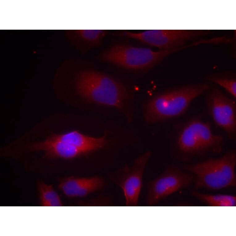 Immunofluorescence - NFκB-p100 (Phospho-Ser870) Antibody from Signalway Antibody (11016) - Antibodies.com