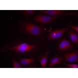 Immunofluorescence - NFκB-p100 (Phospho-Ser870) Antibody from Signalway Antibody (11016) - Antibodies.com