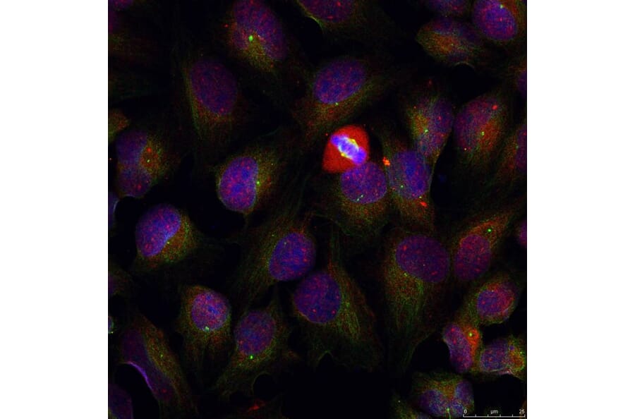 Immunofluorescence - NFκB-p105/p50 (Phospho-Ser337) Antibody from Signalway Antibody (11017) - Antibodies.com