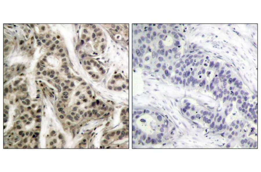 Immunohistochemistry - NFκB-p105/p50 (Phospho-Ser337) Antibody from Signalway Antibody (11017) - Antibodies.com