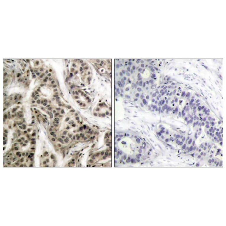 Immunohistochemistry - NFκB-p105/p50 (Phospho-Ser337) Antibody from Signalway Antibody (11017) - Antibodies.com