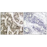 Immunohistochemistry - NFκB-p105/p50 (Phospho-Ser337) Antibody from Signalway Antibody (11017) - Antibodies.com