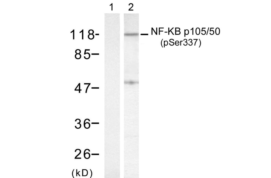 Western blot - NFκB-p105/p50 (Phospho-Ser337) Antibody from Signalway Antibody (11017) - Antibodies.com