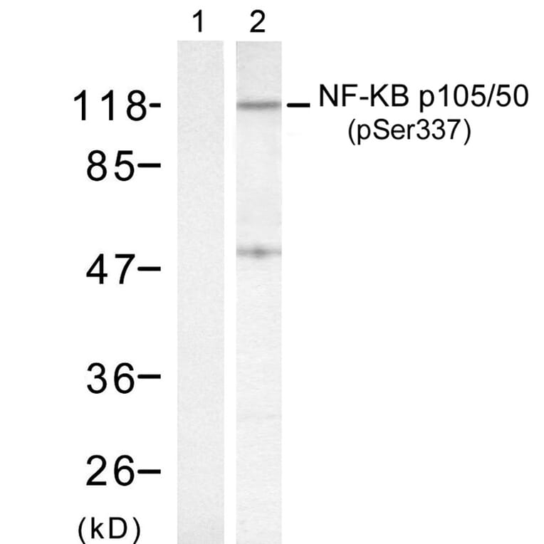Western blot - NFκB-p105/p50 (Phospho-Ser337) Antibody from Signalway Antibody (11017) - Antibodies.com