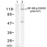 Western blot - NFκB-p105/p50 (Phospho-Ser337) Antibody from Signalway Antibody (11017) - Antibodies.com