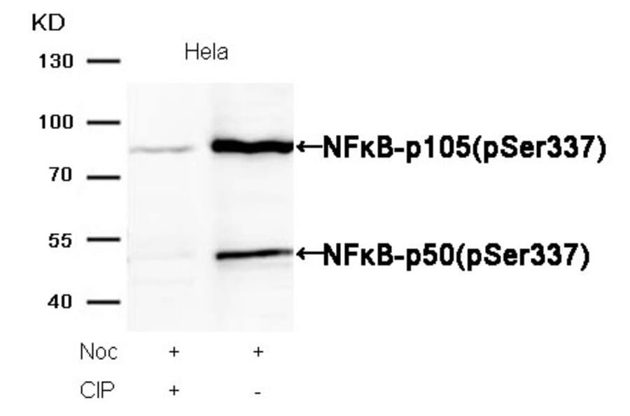Western blot - NFκB-p105/p50 (Phospho-Ser337) Antibody from Signalway Antibody (11017) - Antibodies.com