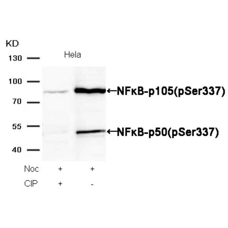 Western blot - NFκB-p105/p50 (Phospho-Ser337) Antibody from Signalway Antibody (11017) - Antibodies.com