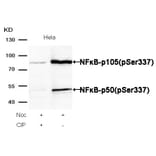 Western blot - NFκB-p105/p50 (Phospho-Ser337) Antibody from Signalway Antibody (11017) - Antibodies.com