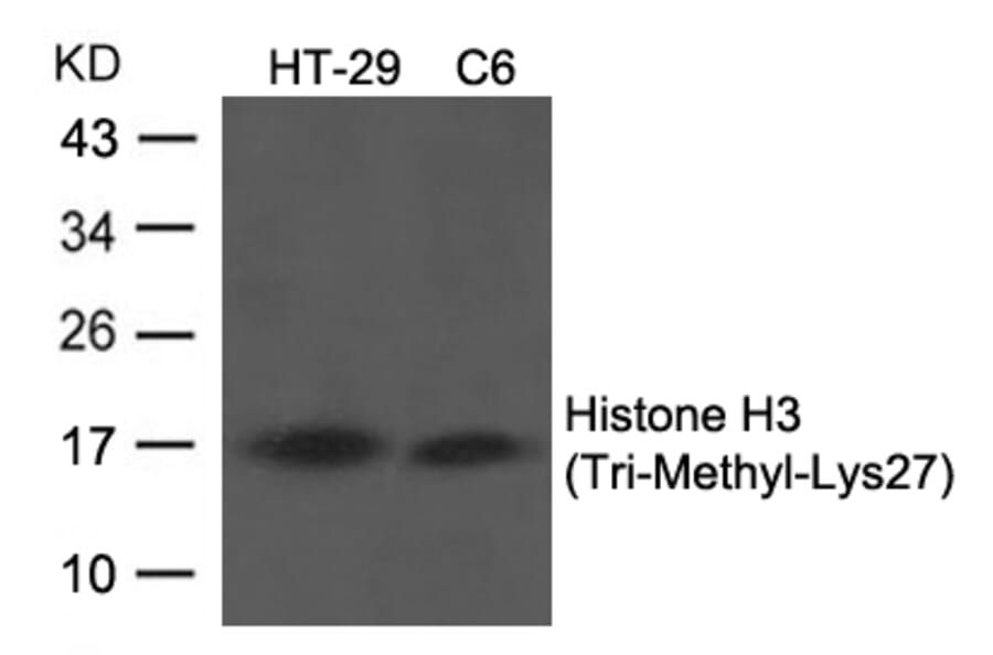 Western blot - Histone H3 (Tri-Methyl-Lys27) Antibody from Signalway Antibody (11582) - Antibodies.com