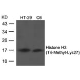 Western blot - Histone H3 (Tri-Methyl-Lys27) Antibody from Signalway Antibody (11582) - Antibodies.com