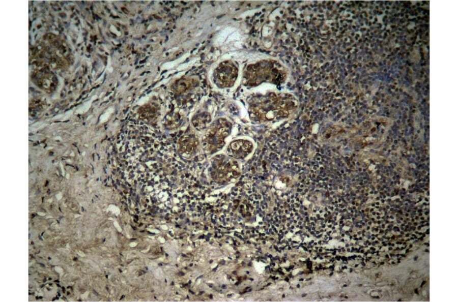 Immunohistochemistry - Histone H3 (Tri-Methyl-Lys27) Antibody from Signalway Antibody (11582) - Antibodies.com