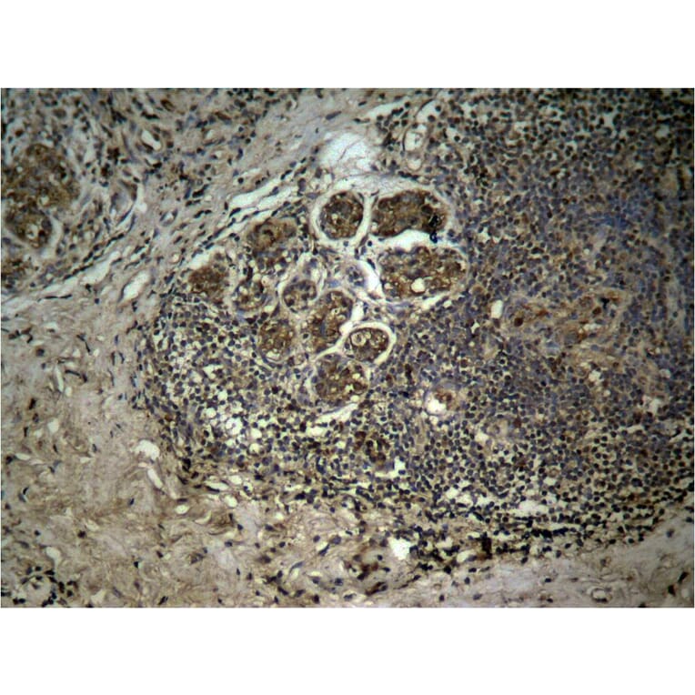 Immunohistochemistry - Histone H3 (Tri-Methyl-Lys27) Antibody from Signalway Antibody (11582) - Antibodies.com
