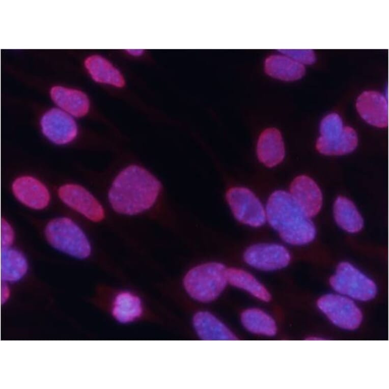 Immunofluorescence - Histone H3 (Tri-Methyl-Lys27) Antibody from Signalway Antibody (11582) - Antibodies.com