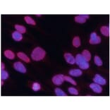 Immunofluorescence - Histone H3 (Tri-Methyl-Lys27) Antibody from Signalway Antibody (11582) - Antibodies.com