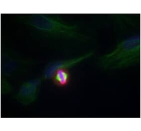 Immunofluorescence - Histone H3.1 (Phospho-Ser10) Antibody from Signalway Antibody (11184) - Antibodies.com