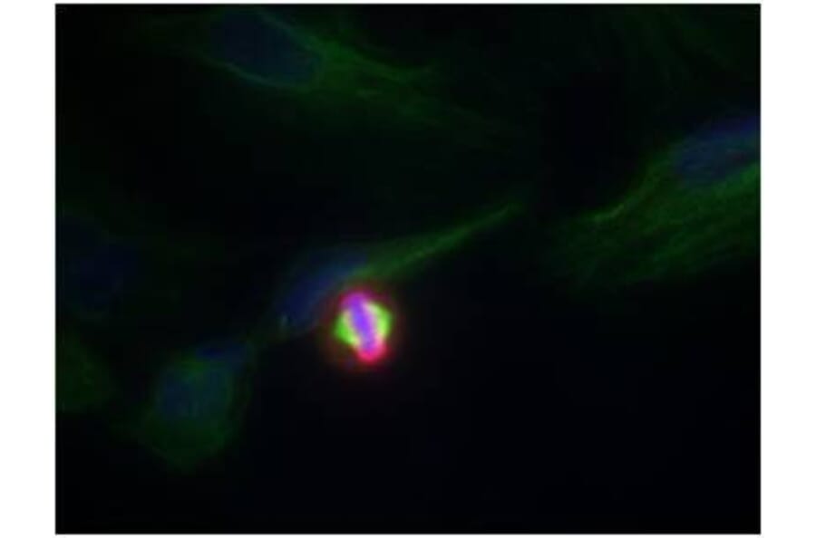 Immunofluorescence - Histone H3.1 (Phospho-Ser10) Antibody from Signalway Antibody (11184) - Antibodies.com