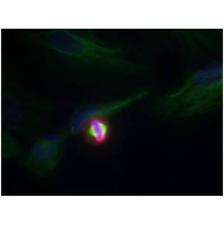 Immunofluorescence - Histone H3.1 (Phospho-Ser10) Antibody from Signalway Antibody (11184) - Antibodies.com