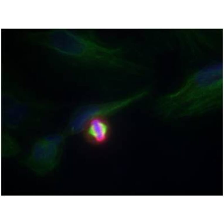 Immunofluorescence - Histone H3.1 (Phospho-Ser10) Antibody from Signalway Antibody (11184) - Antibodies.com